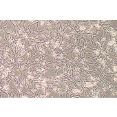 TSINGKE TC‒R0019 Pt67 小鼠逆转录病毒包装细胞