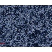 TSINGKE TC‒H0118 SW48 人结肠腺癌细胞