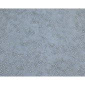 TSINGKE TC‒H0110 COLO 205 人结直肠腺癌细胞