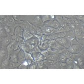 TSINGKE TC‒H0295 ARPE-19 人视网膜上皮细胞