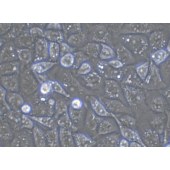 TSINGKE TC‒H0066 MDA-MB-231 人乳腺癌细胞