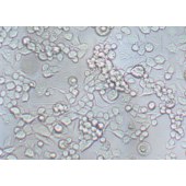 TSINGKE TC‒R0017 Neuro-2a 小鼠神经母细胞瘤细胞