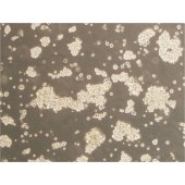 TSINGKE TC‒H0115 NCI-H716 人结直肠腺癌细胞