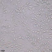 TSINGKE TC‒H0023 PC9 人非小细胞肺癌细胞
