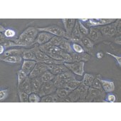 TSINGKE TC‒H0288 CFPAC-1 人胰腺癌细胞