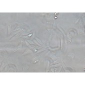 TSINGKE TC‒H0255 SAOS-2 人成骨肉瘤细胞