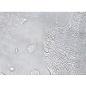 TSINGKE TC‒H0116 SW1116 人结肠腺癌细胞