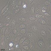 TSINGKE TC‒H0012 SNU-182 人肝癌细胞