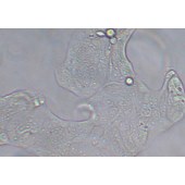 TSINGKE TC‒H0031 Calu-3 人肺腺癌细胞
